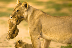 В Екатеринбурге с поезда сняли молодую львицу