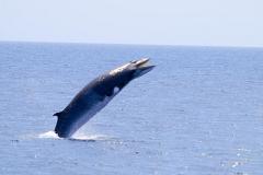 Сахалинский эколог подружился с китом и отговорил его от самоубийства