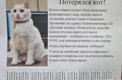 В детском хосписе Екатеринбурга потеряли кота