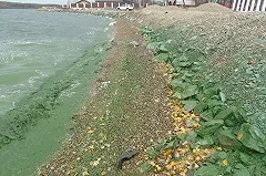 Пруд, из которого подают питьевую воду в Нижний Тагил, позеленел