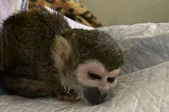 «Обезьяна умирала»: зоозащитники нашли нарушения в контактном зоопарке в «Доме печати»