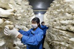 Китайская компания построит в Ингушетии грибную ферму за 5 млрд рублей