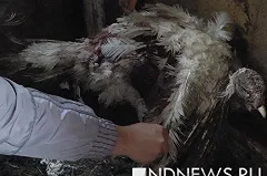 В Екатеринбурге стая диких животных передушила птичье подворье