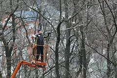 В Новосибирске от падения спиленной ветки погибла девушка