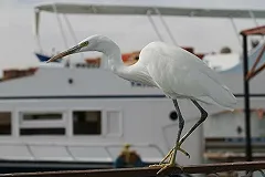 Пять авиакомпаний получили допуски на полеты из Екатеринбурга на курорты Египта