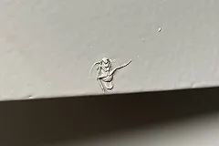 Пользователи Сети устроили флешмоб из фотожаб на закрашенного краской таракана