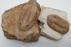 Таможня пресекла вывоз из страны окаменелостней древних трилобитов в почтовом отправлении