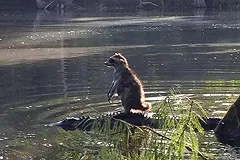 Енот удрал от фотографа на спине аллигатора