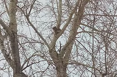 Спасатели и охотоведы в Серове доставали с дерева рысь