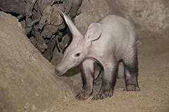 Детёныш трубкозуба из Екатеринбурга полетит на ПМЖ в московский зоопарк