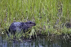 Бобров обвинили в разрушении тюменской трассы