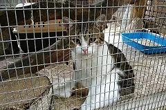 Кот-наркокурьер сбежал от российских следователей