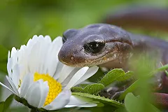 Внутренняя саламандра: люди восстанавливают хрящи подобно амфибиям