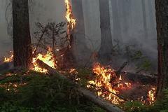 В Свердловской области горит заповедник. Площадь возгорания увеличивается с каждым днём