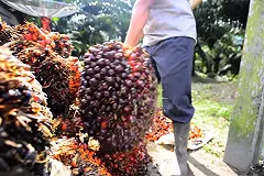 Россия снизила импорт мяса птицы и увеличила импорт пальмового масла