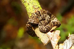 Полуторагодовалый ребёнок загрыз ядовитую змею в Бразилии