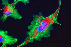 Власть и одиночество связали на анатомическом уровне