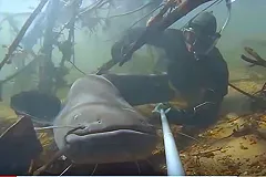 Гигантский сом мешает чинить мост в Калининграде и пугает водолазов