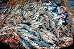 ФСБ запретила вылов рыбы с иностранных судов в водах России