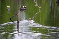 Очистка Верх-Исетского пруда к «Экспо-2025» оценена в 600 млн рублей