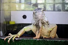 На владельца «Парка бабочек» в Екатеринбурге подали в суд