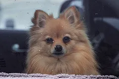 В Челябинске на глазах у ребенка из многоэтажки выбросили собаку