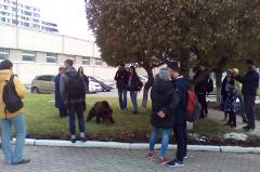 В центре Архангельска застрелили медведя, который напал на человека