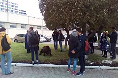 В центре Архангельска застрелили медведя, который напал на человека