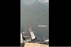 Екатеринбуржцы засняли стекающую вниз по Исети подозрительную субстанцию