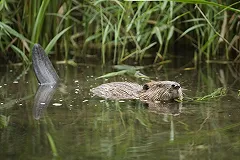 Бажовский парк затопило половодье