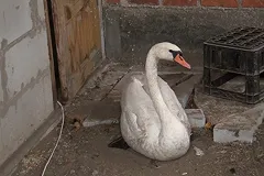 Полицейские спасли от гибели лебедя, замерзающего на водохранилище