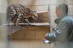 Дикий кот ночью сорвался с поводка в московском парке