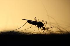 Роспотребнадзор: в России осенью появятся комары-переносчики лихорадки Западного Нила