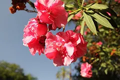 Семью из Екатеринбурга едва не выселили из отеля в Испании