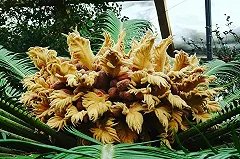 В Ботаническом саду УрО РАН раскрылся «бутон» 100-летней «пальмы»