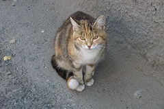 Екатеринбуржец спас кошку, которая две недели просидела на балке путепровода