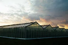 Областной Россельхознадзор огласил пугающие итоги проверок китайских теплиц