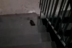 «Скачут по лестницам»: на Урале крысы разгуливают по подъезду многоквартирного дома