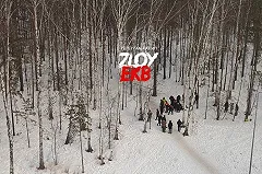 В Академическом вырубают берёзовую рощу