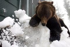 Медведи в Екатеринбургском зоопарке начали «взбивать подушки»