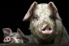 Главный нарколог России посоветовал есть больше индюшатины