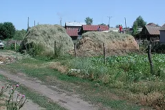 Россия начала экспорт сена в Северную Корею