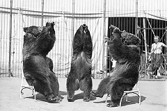 Фанатов из Англии предупредили о риске быть съеденными медведями на ЧМ-2018