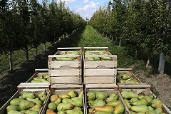 Крупнейшую контрабанду груш из Евросоюза в Россию раскрыли по фото