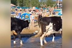 Пляж под Екатеринбургом захватили коровы