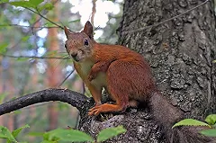 На Уралмаше и Эльмаше вырубят деревья, которые мешают ездить трамваям