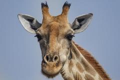 В ЮАР на съемках фильма о дикой природе жираф убил режиссера