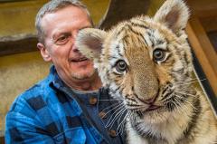 Еще одного истощенного тигренка-сироту спасли в Приморье