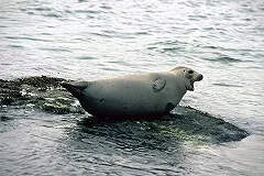 Детеныш ларги погиб на Сахалине из-за жестокости людей