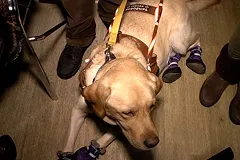 Еще одного перевозчика, потребовавшего оплату с собаки-поводыря, оштрафуют